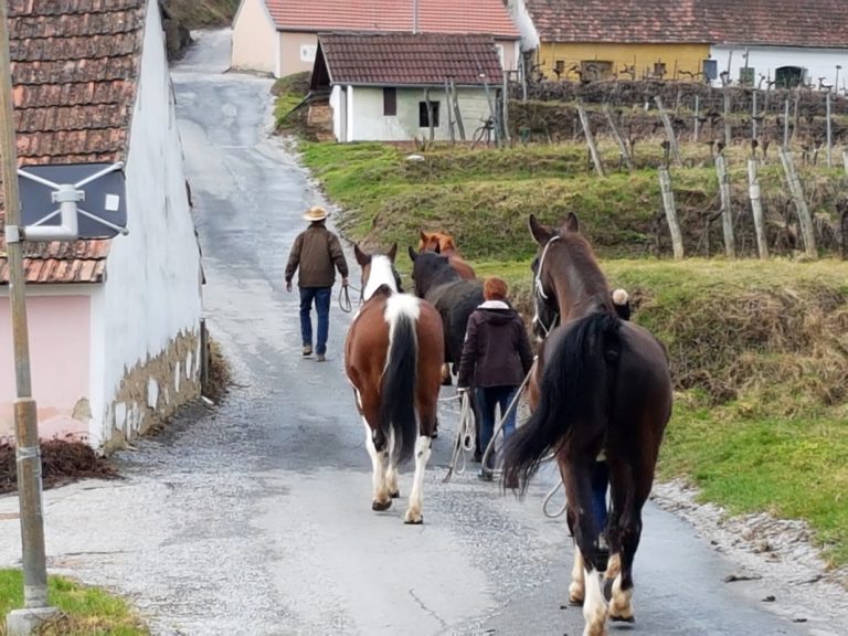 Pferdewandern