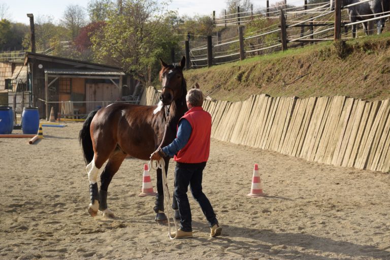 Horsemanship NPT-Ranch