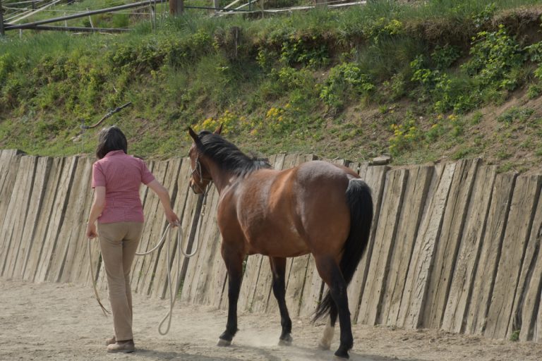 Horsemanship NPT-Ranch