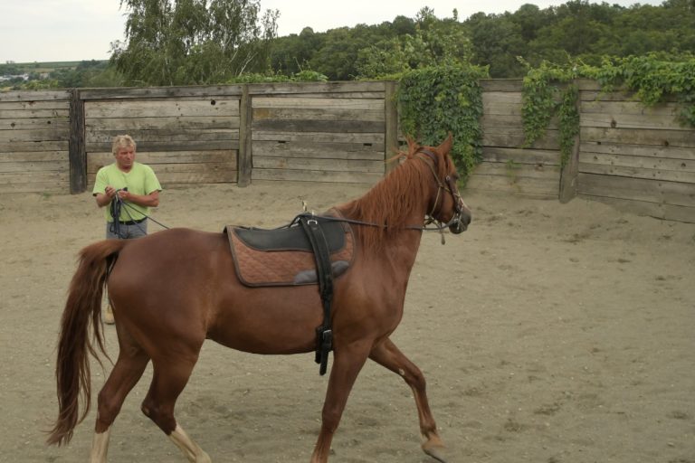 Horsemanship NPT-Ranch