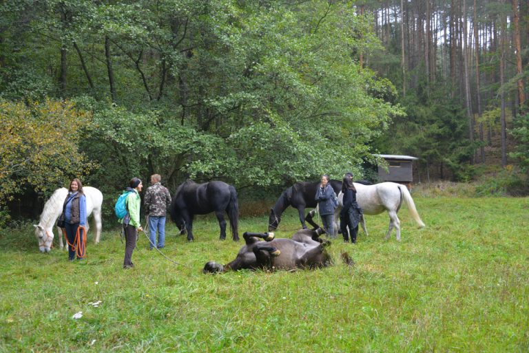 Pferdewandern