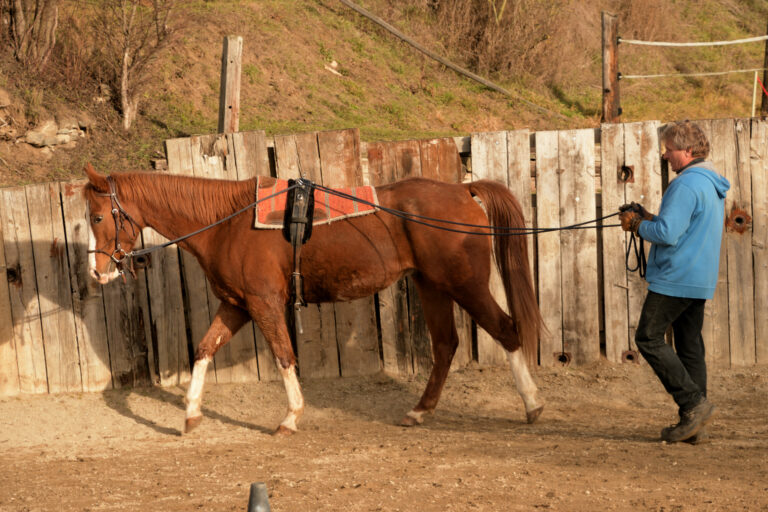 Horsemanship NPT-Ranch