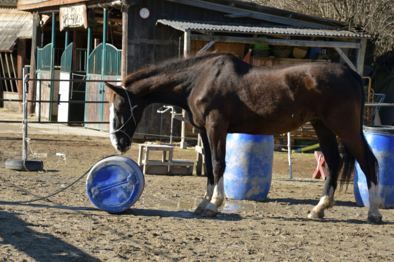 Gelassenheitstraining NPT-Ranch