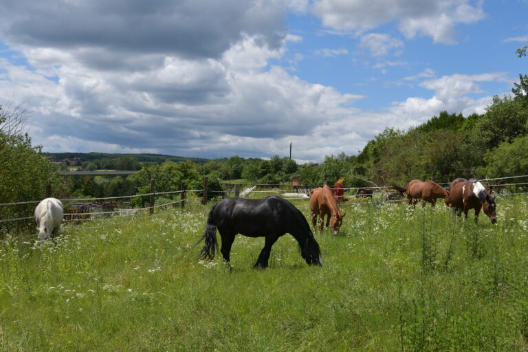 NPT-Ranch Koppel